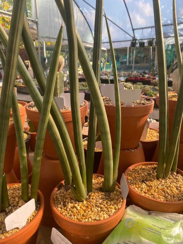 Have you thought about using succulents in your garden? Have you thought about using succulents in your garden?